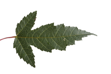 Amur maple (acer ginnala) leaf