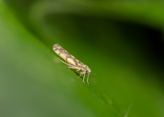 Eupteryx aurata from the family Cicadellidae on leaf