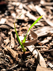 young plant in soil