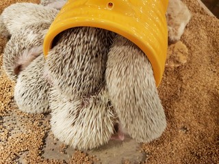 Hedgehogs are jamming there selves in the hideout. © 시원 서