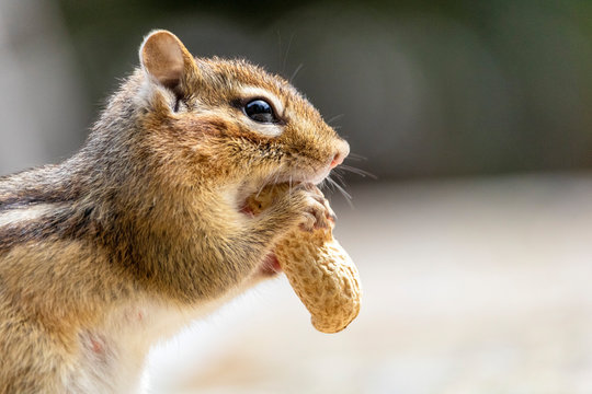 Tamia, rongeur &agrave; rayure d'Am&eacute;rique du Nord, Estrie Canda