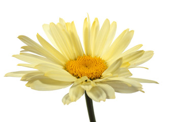 Obraz premium White chamomile with a yellow tint