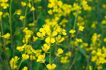 Close up of Mustered Flowers Brassicaceae or Cruciferae flowers in a field with green blurred background.