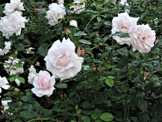 Obraz na płótnie Canvas pink roses in the garden