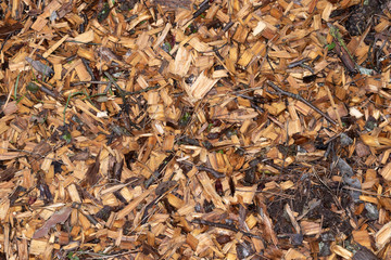sawdust on the ground. waste from the sawmill. chips juicy yellow and beige color. treatment. after the rain