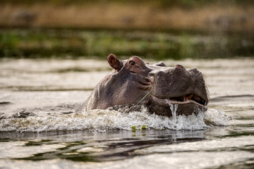 A close up portrait of a big hippo breaching the water surface of the Chobe River in Botswana, taken at sunset