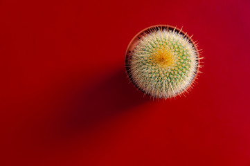 small cactus on a red background