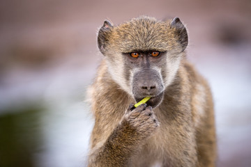 A close up portrait of a young baboon looking straight into the camera at sunset, taken on the Chobe River in Botswana.