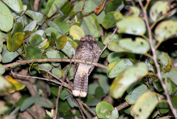Mexican Whip-poor-will (Antrostomus arizonae) Perched Asleep on a Branch in Jalisco, Mexico