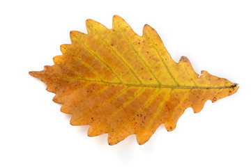 Orange autumn oak leaf isolated onw hite