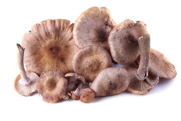 Honey fungus isolated on white