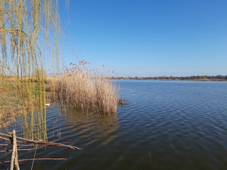 nature on the river , reeds on the river, outdoor recreation, river, clouds.