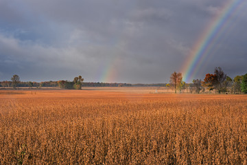 Autumn landscape of brilliant rainbows over trees and soybean field, Michigan, USA