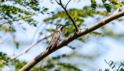 Plain-capped Starthroat (Heliomaster constantii) Perched on a Branch of a Large Tree in Jalisco, Mexico