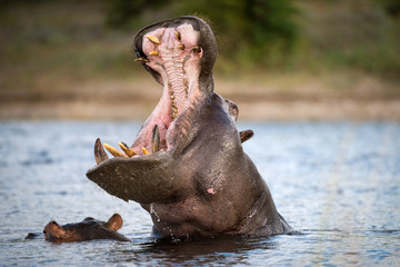 An action portrait of a hippo with its mouth wide open, above the water surface and baring all of its teeth, taken on the Chobe River in Botswana. - obrazy, fototapety, plakaty