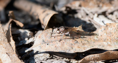 Robber Fly (Genus Triorla) Perched on the Ground on a Rock Waiting for Prey in Jalisco, Mexico