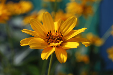 Growing yellow marigolds in garden