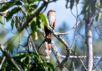 A Beautiful Exotic Squirrel Cuckoo (Piaya cayana) Perched High in a Tree in Jalisco, Mexico