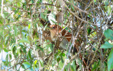 A Beautiful Exotic Squirrel Cuckoo (Piaya cayana) Perched High in a Tree in Jalisco, Mexico