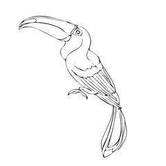 Vector hand drawn toucan. Hand drawing coloring book for children and adults.