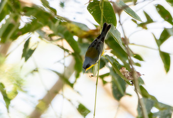 Tropical Parula (Setophaga pitiayumi) Hanging Upside Down from a Thin Green Branch While Searching for Insects to Eat