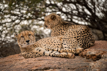 Fototapeta na wymiar A close up photograph of two cheetahs lying and relaxing on a rock with a green tree as the background, taken in the Madikwe Game Reserve, South Africa.