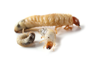 Chafer larva isolated on white