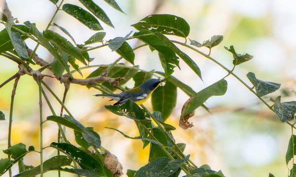Tropical Parula (Setophaga pitiayumi) Feeding on Insects in Dense Vegetation in Jalisco, Mexico