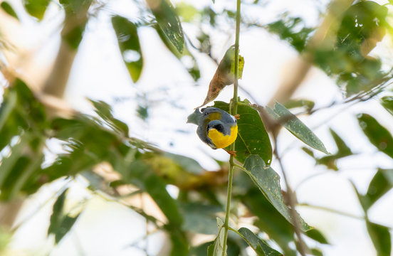 Tropical Parula (Setophaga pitiayumi) Hanging Upside Down from a Thin Green Branch While Searching for Insects to Eat