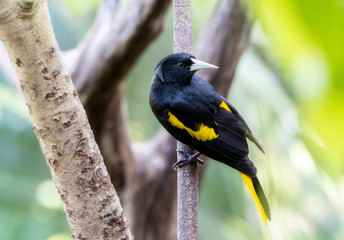 Exotic Looking Yellow-winged Cacique (Cassiculus melanicterus) Perched on a Branch in Jalisco, Mexico