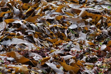 Split-fan kelp washed up on the west coast of Namibia,Africa.Kelp is touted as a super food and contains a variety of vitamins and minerals, including vitamin B, zinc, copper, calcium, iron and more.