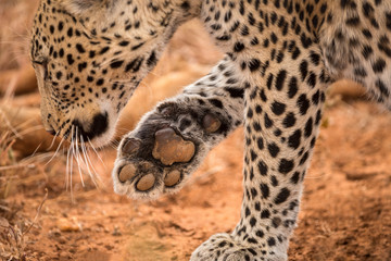 A beautiful close up portrait of a female leopard holding her paw up, so you can see the pad of her foot, taken in the Madikwe game Reserve, South Africa.