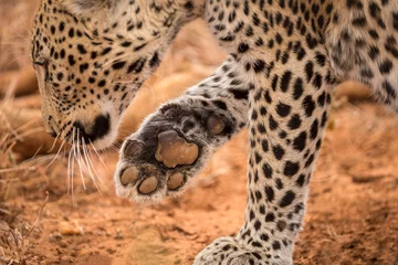  A beautiful close up portrait of a female leopard holding her paw up, so you can see the pad of her foot, taken in the Madikwe game Reserve, South Africa. © Udo Kieslich