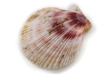 Scallop isolated on white. Fresh sea food