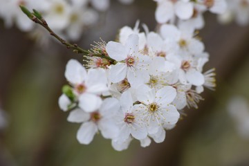 Early bloomers