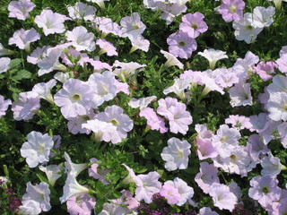 Numerous clusters of delicate pink flowers surrounded by lush foliage
