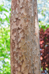 Tree bark in forest Nature background