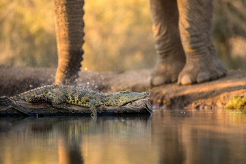 close up photograph at sunset of a crocodile lying on a dead branch in a waterhole, with an...