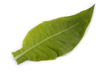 Tobacco leaf isolated on white