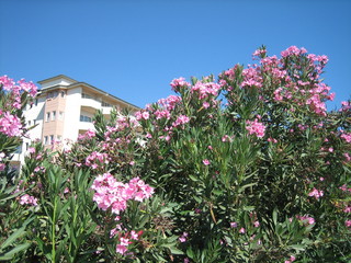 Numerous clusters of delicate pink flowers surrounded by lush foliage