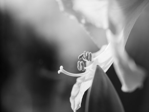 leaf of a lily in Marcro photography with a blurred background ib black and white 