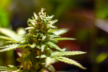 Green bud of marijuana on a sunny day, legal light marijuana in Switzerland