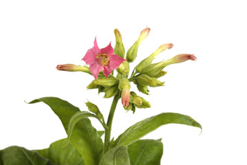 Tobacco plant with flowers