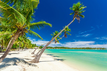 Obraz na płótnie Canvas Palm trees on a white sandy beach at Plantation Island, Fiji, South Pacific