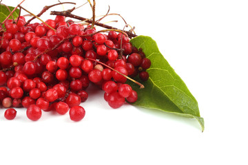 Schisandra Chinensis isolated on white