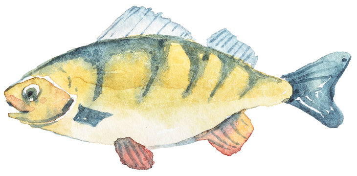 Hand painted watercolor perch isolated on white. Lovely illustration for pattern, poster, print, menu card