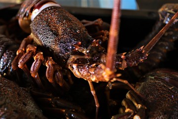 Jasus lalandii also called the Cape rock lobster or West Coast rock lobster is a species of spiny lobster found off the coast of Southern Africa.They are also called crayfish or kreef.