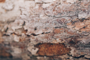 Fototapeta premium Wooden forest tree