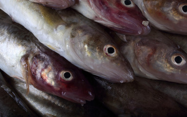 Saffron cods background