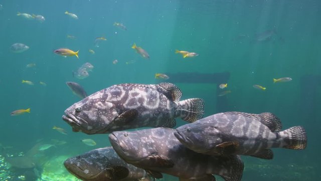 Group of Giant grouper fishes slow swimming in the shallow coast bay with outdoor lighting in video 4K